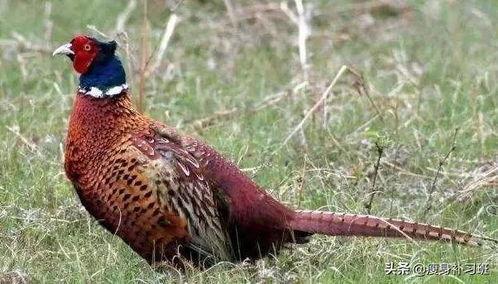 山鸡鱼的爆料方法视频,视频教学助你轻松掌握